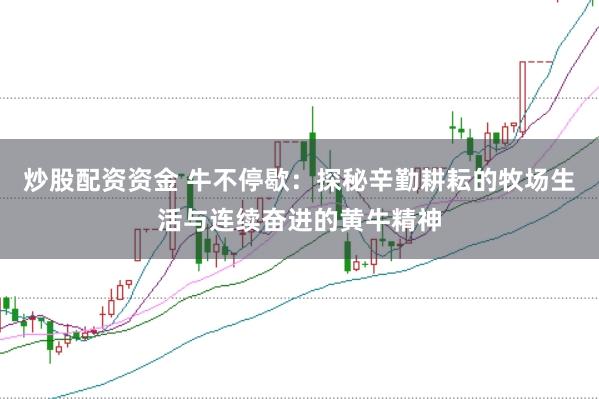 炒股配资资金 牛不停歇：探秘辛勤耕耘的牧场生活与连续奋进的黄牛精神